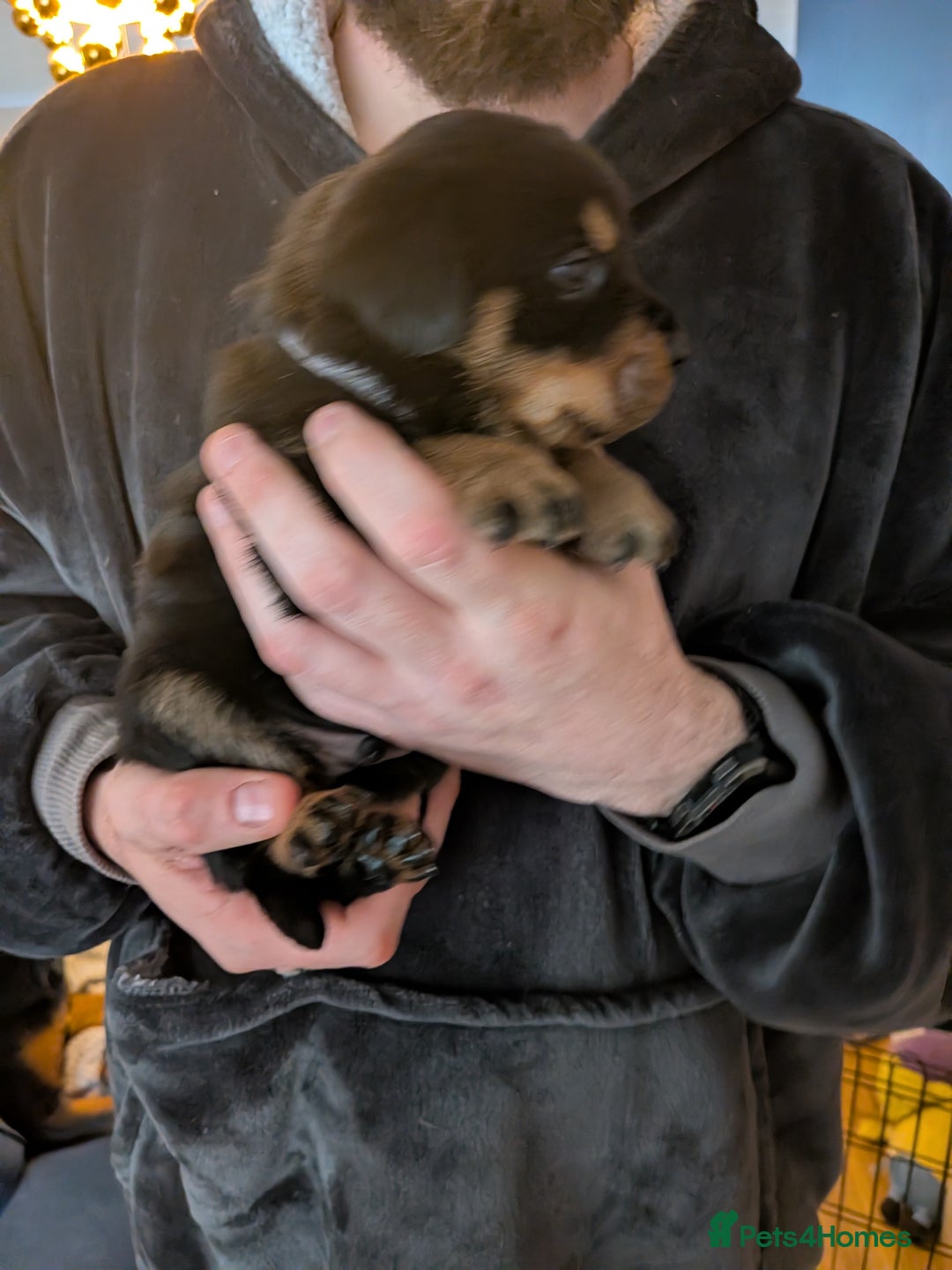 Rottweiler dogs for sale: ⭐ Rottweiler ⭐ - Advert 24