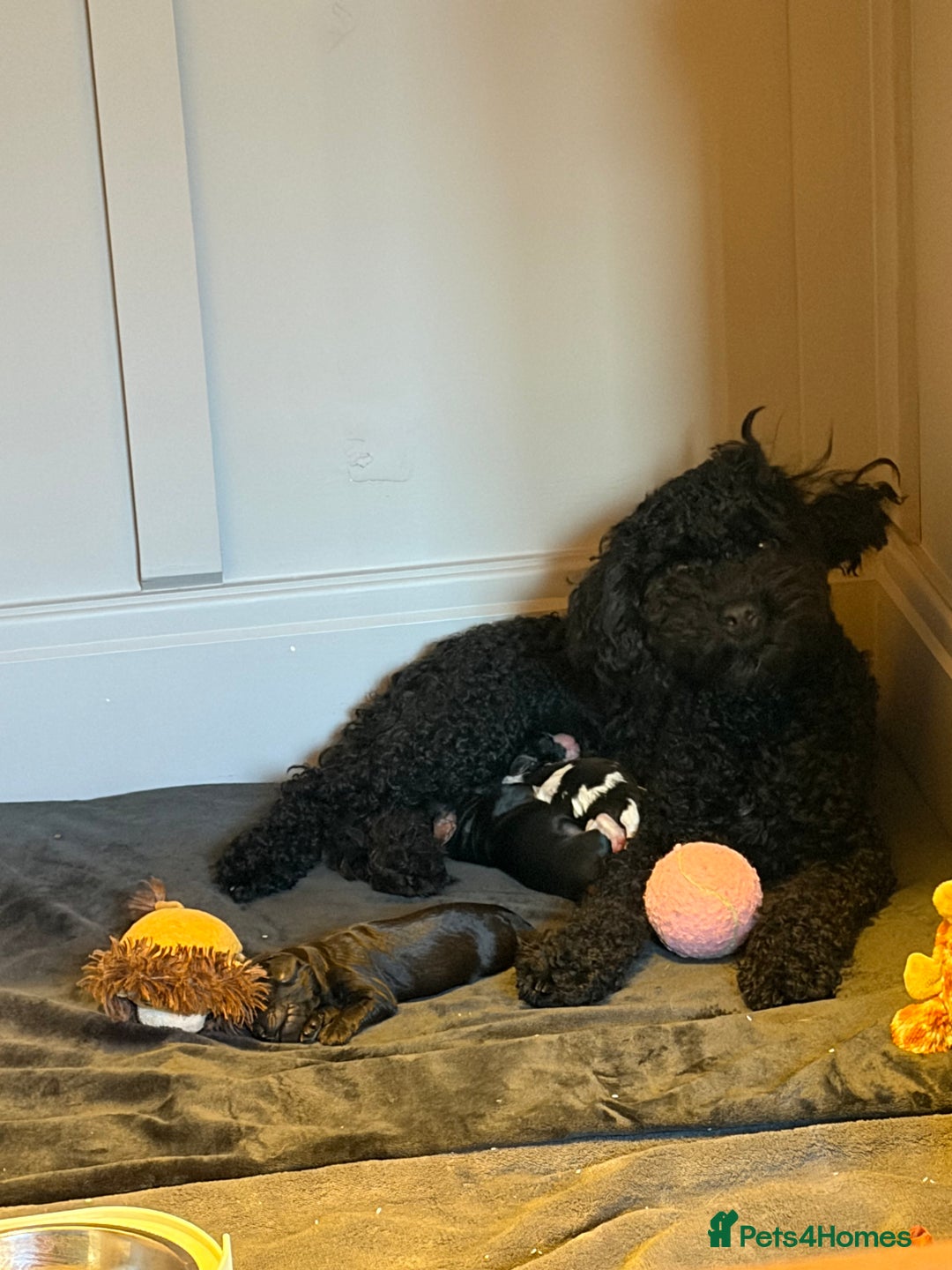 Cavapoo dogs for sale: Cavapoo (Cavalier Backcross) Puppies - Image 3