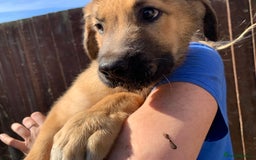 Mixed Breed dogs for sale: Cane corso X Alaskan malamute surprise litter  - Image 22