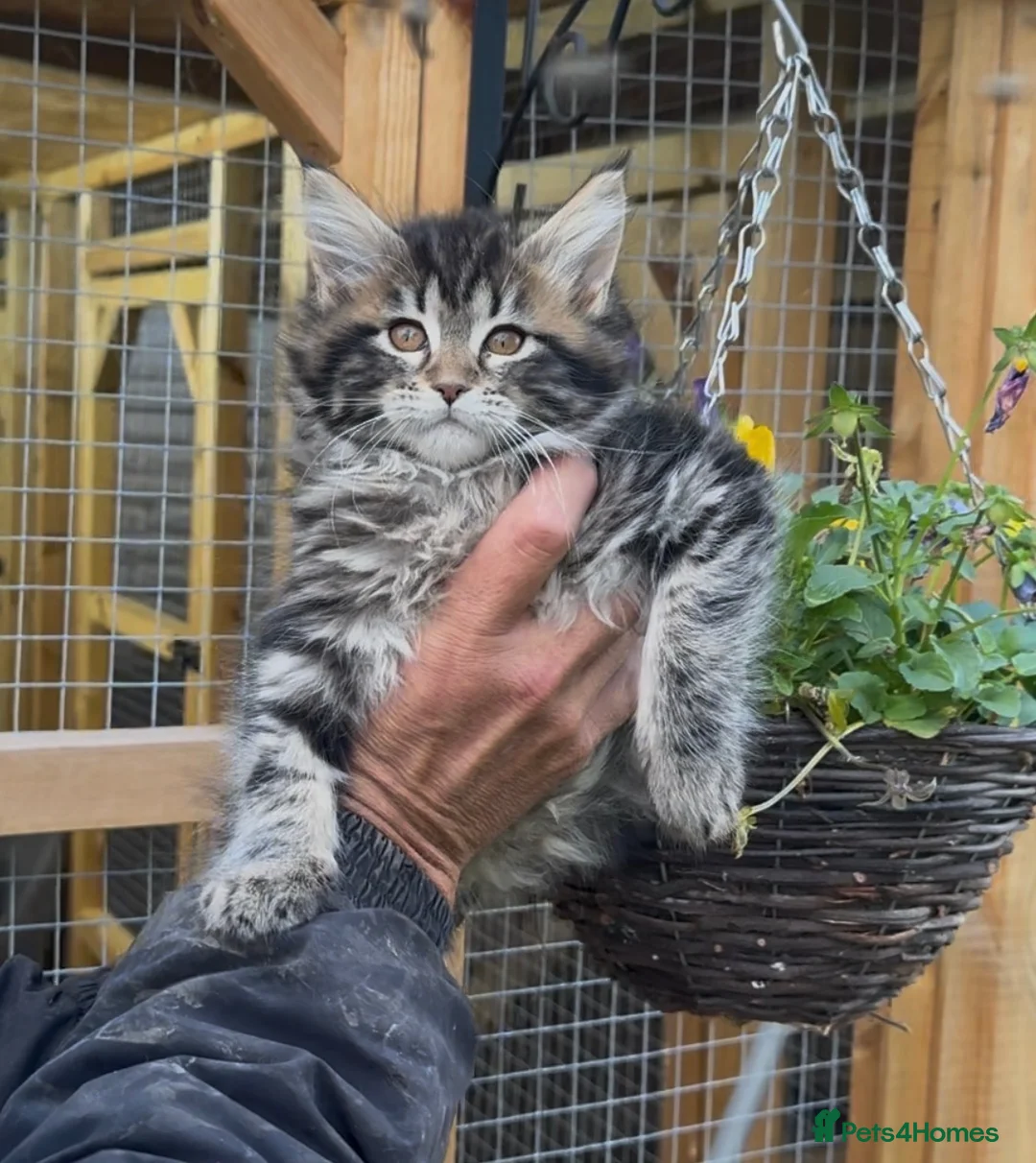 Maine Coon cats for sale: Olistars stud - LICENSED BREEDER  - Advert 2