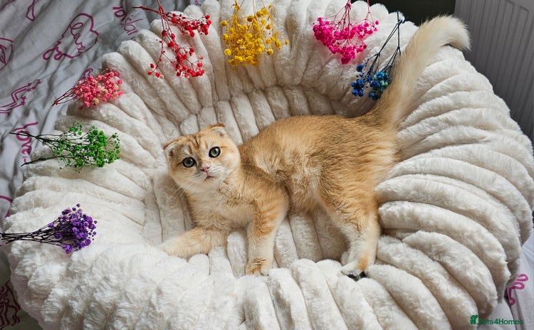 Scottish Fold cats - Advert 3