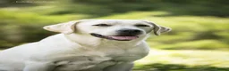 Labrador Retriever dogs for sale: Superb fully health tested fox reds  - Advert 4
