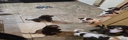 Sprocker dogs for sale: 7 stunning sprocker pups LAST 3 BOYS - Advert 11