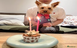 Yorkshire Terrier dogs for stud: Stud Dog Available: Handsome Yorkshire Terrier in London - Image 5