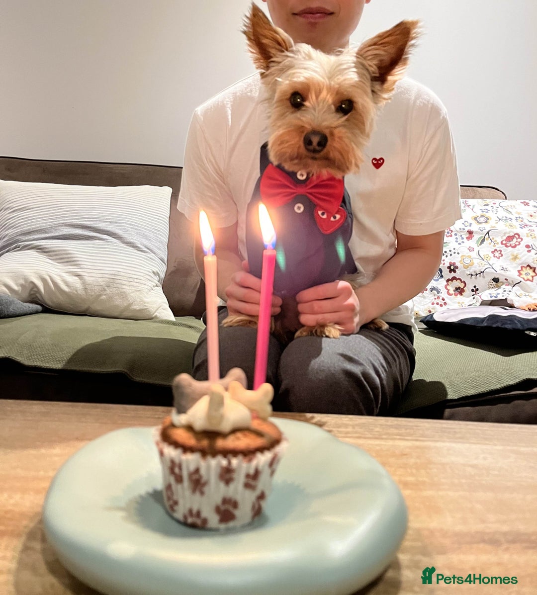 Yorkshire Terrier dogs for stud: Stud Dog Available: Handsome Yorkshire Terrier in London - Image 5