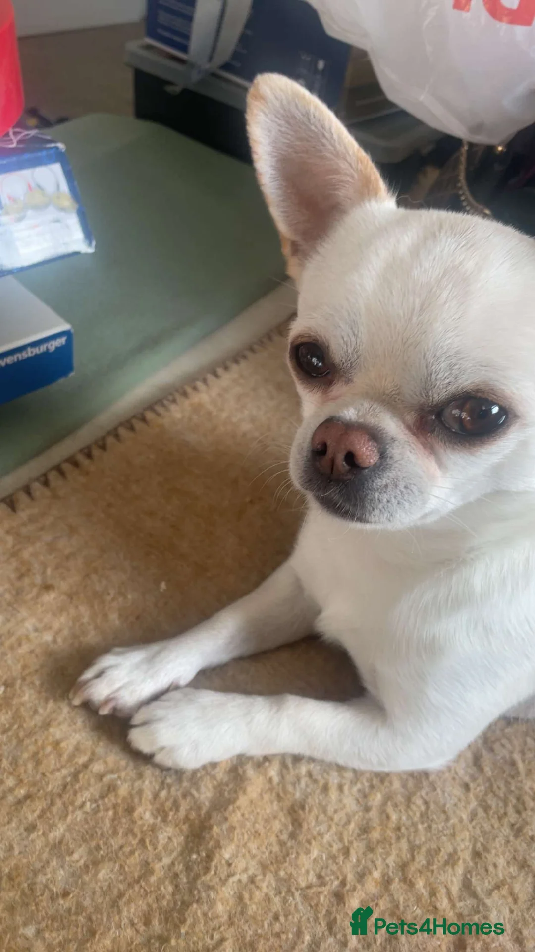 Chihuahua dogs for sale: Rare Russian male Chihuahua - Advert 1