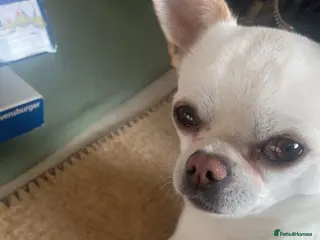 Chihuahua dogs Rare Russian male Chihuahua - Advert 2