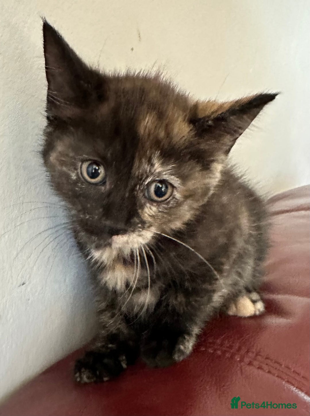 Mixed Breed cats for sale: 4 Beautiful Kittens - Maine Coon Mix - Image 4