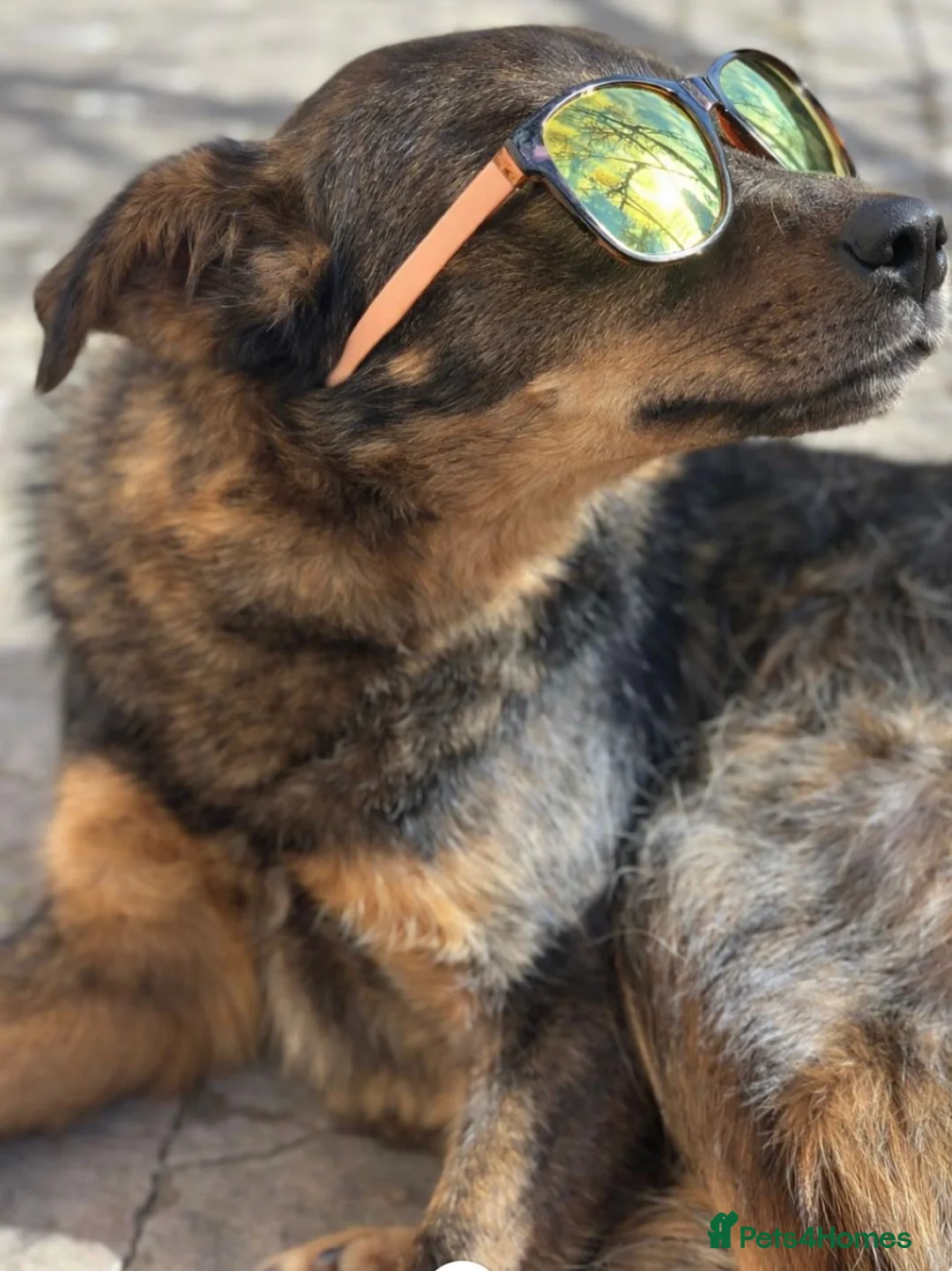 Mixed Breed dogs for adoption: 💙🐶 MACHO – NOT LOUD, NOT PUSHY GENTLEMAN in Burton-on-Trent - Advert 11