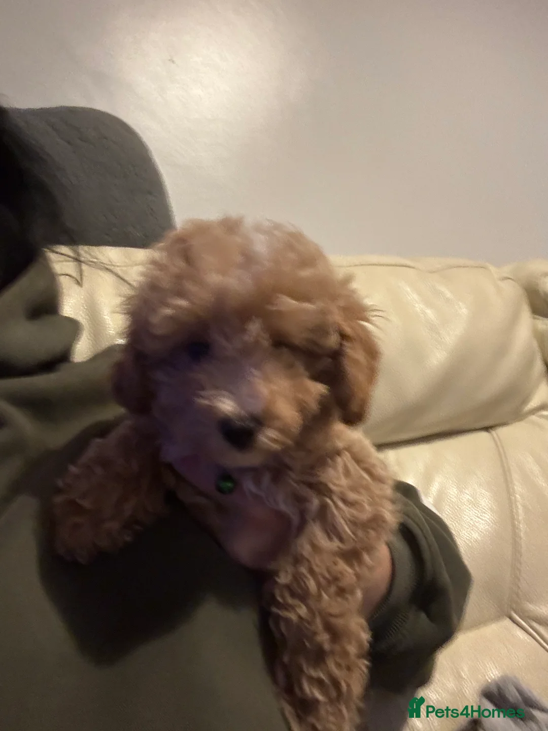 Toy Poodle dogs for sale: Toy puddles  - Advert 15