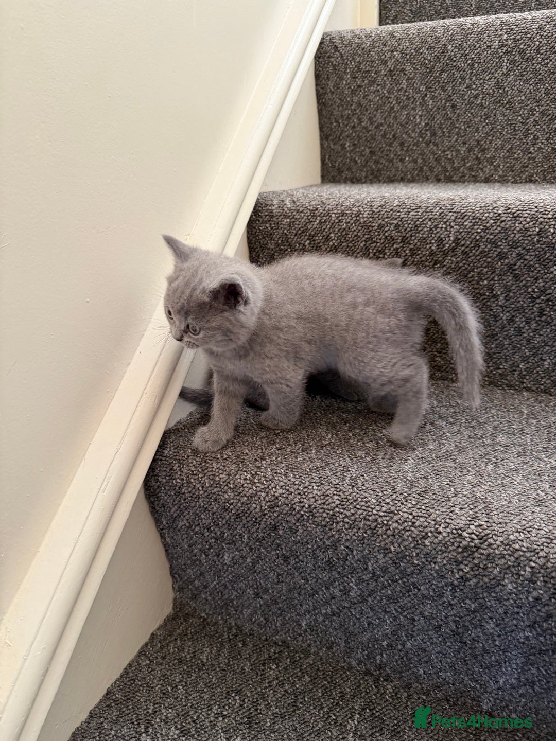 British Shorthair cats for sale: British shorthair - Image 13