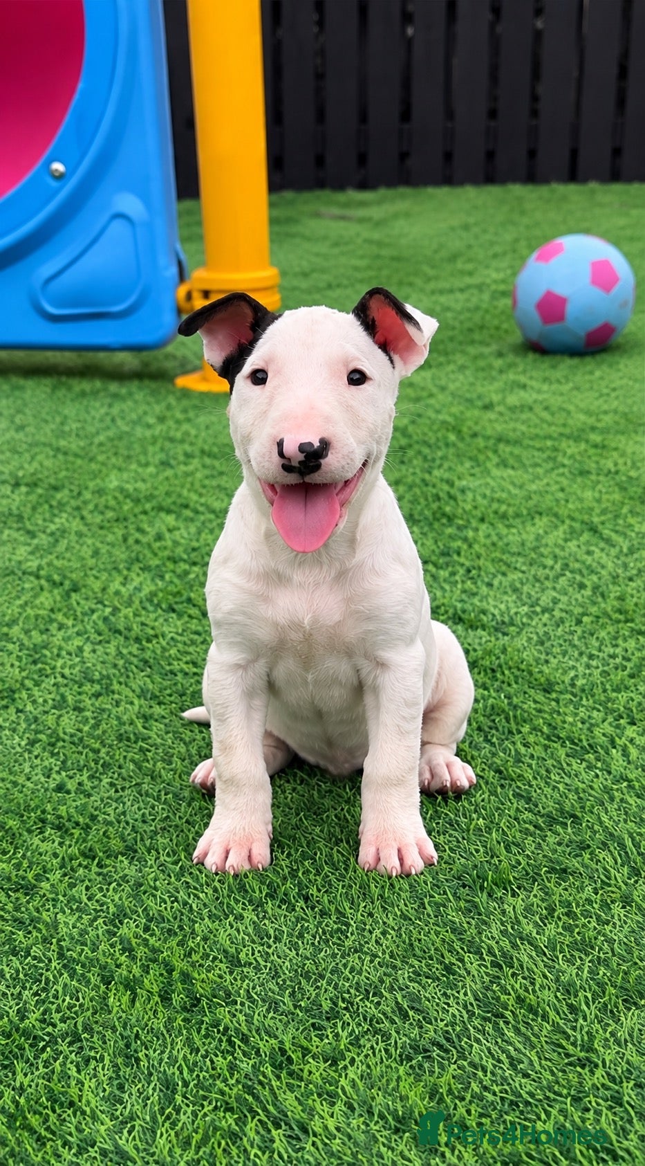 English Bull Terrier dogs Stunning English bull terrier puppies for sale  - Advert 2