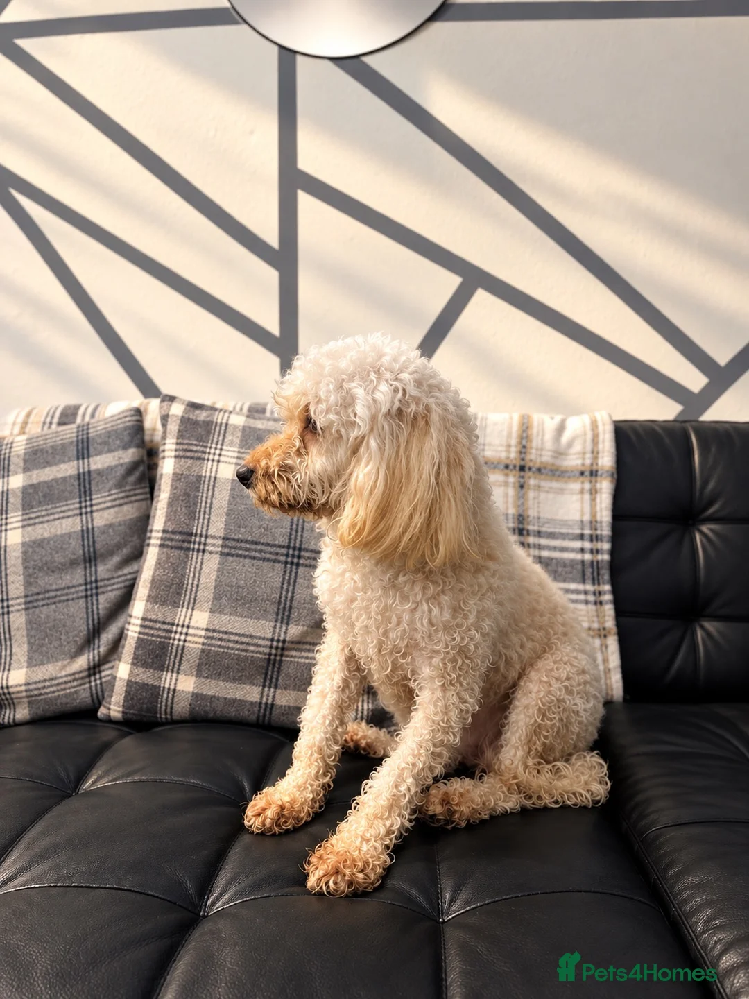 Cockapoo dogs for sale: Cockapoo - Advert 5