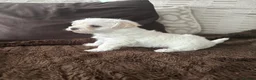 Mixed Breed dogs for sale: 2 gorgeous Maltipoo girls  in Brechin - Advert 23
