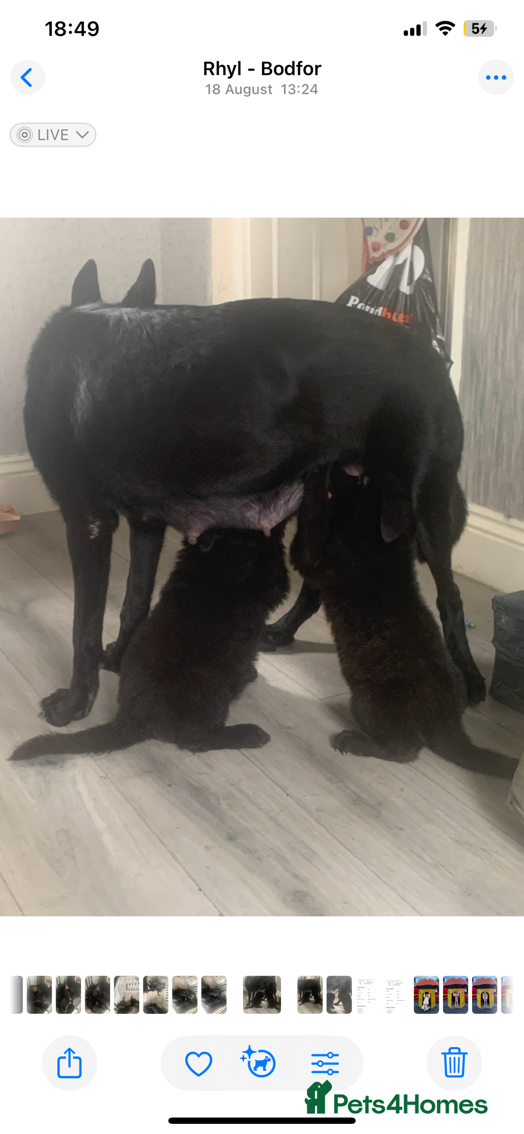 German Shepherd dogs for sale: Full black German shepherd puppies - Image 7