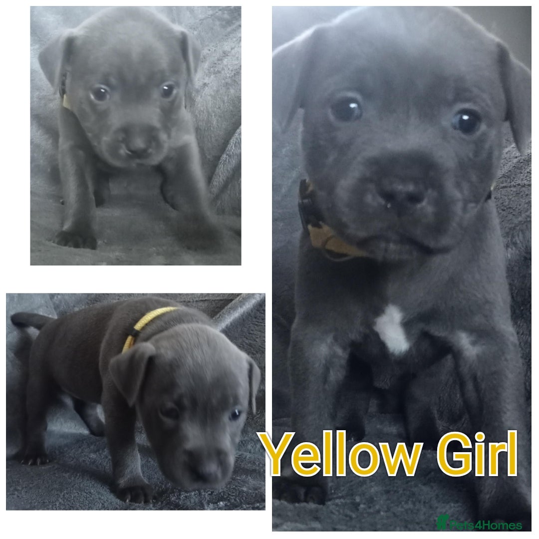 Staffordshire Bull Terrier dogs for sale: Blue Staffs Puppies - Image 3