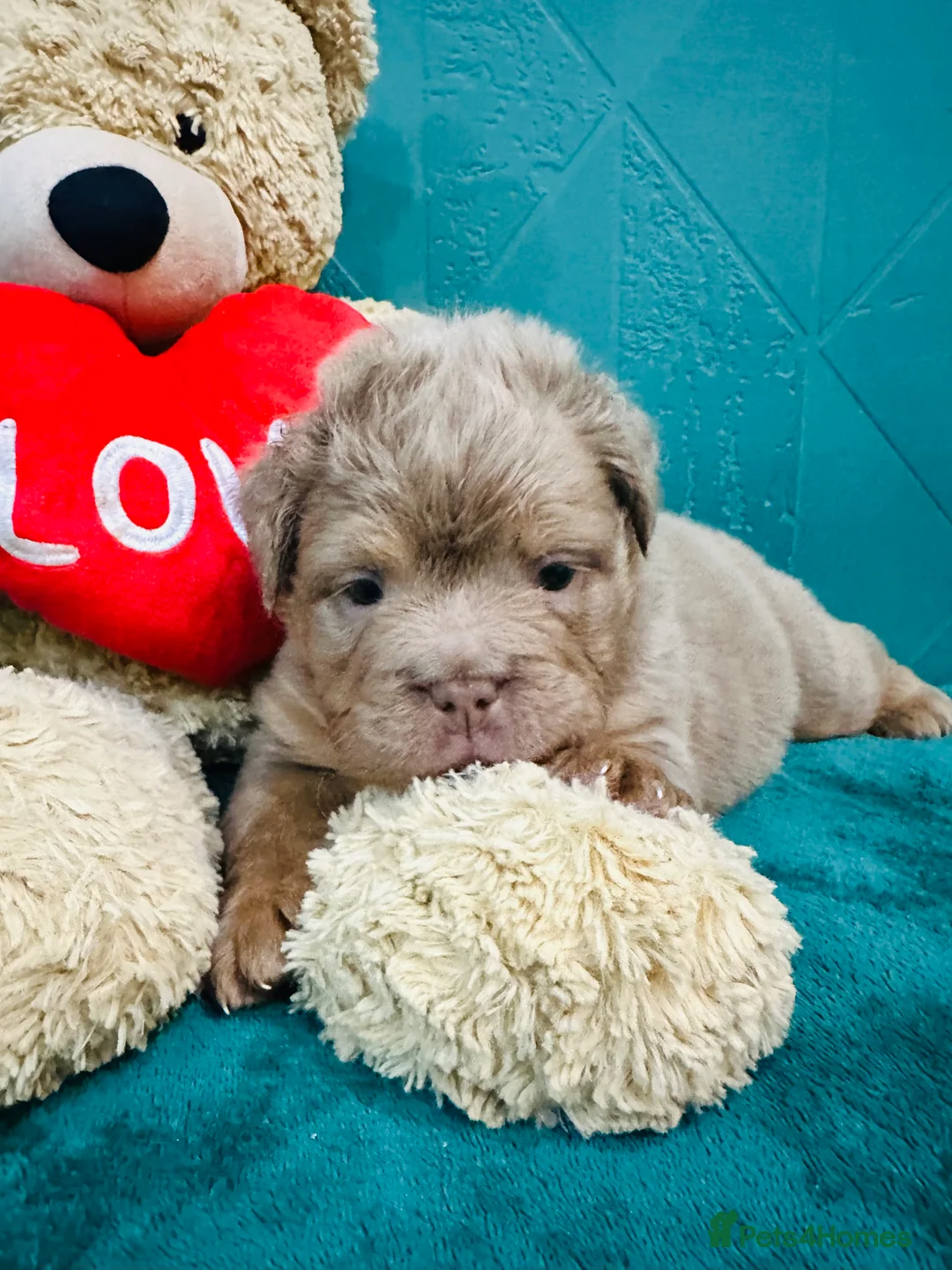 Olde English Bulldogge dogs for sale: Olde English bulldogs  - Advert 1