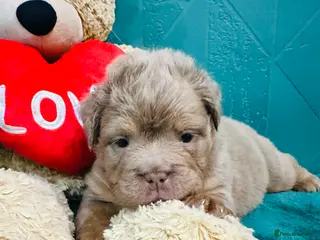 Olde English Bulldogge dogs Olde English bulldogs - Advert 6