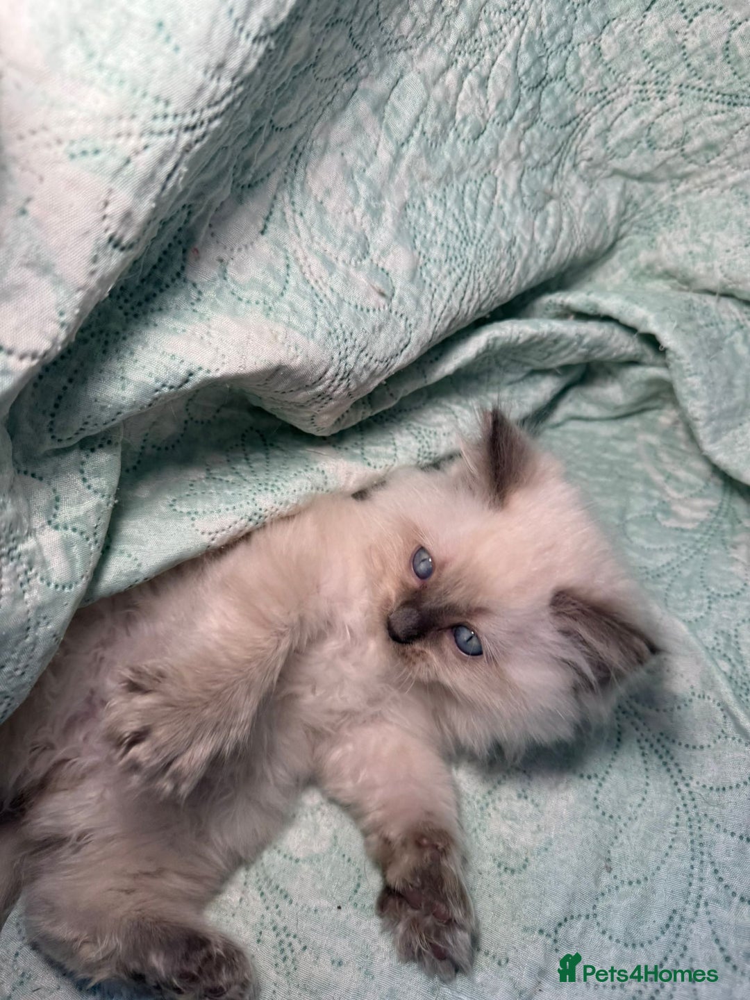 Ragdoll cats for sale: Ragdoll Chunky Boys!  - Advert 17