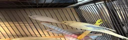 Budgerigars birds for sale: Baby Budgies’s for sale - Advert 9