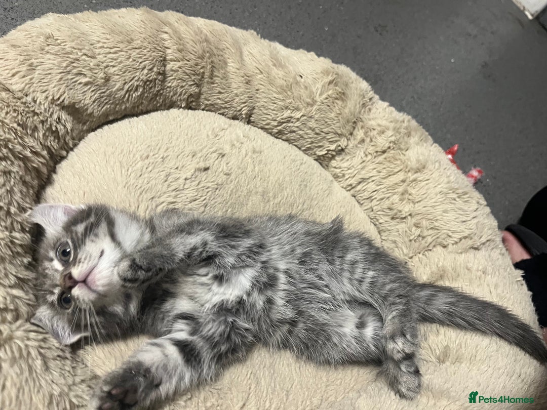 Mixed Breed cats for sale: 🐾 Stunning 9 week old blue eyed Kittens - Advert 7