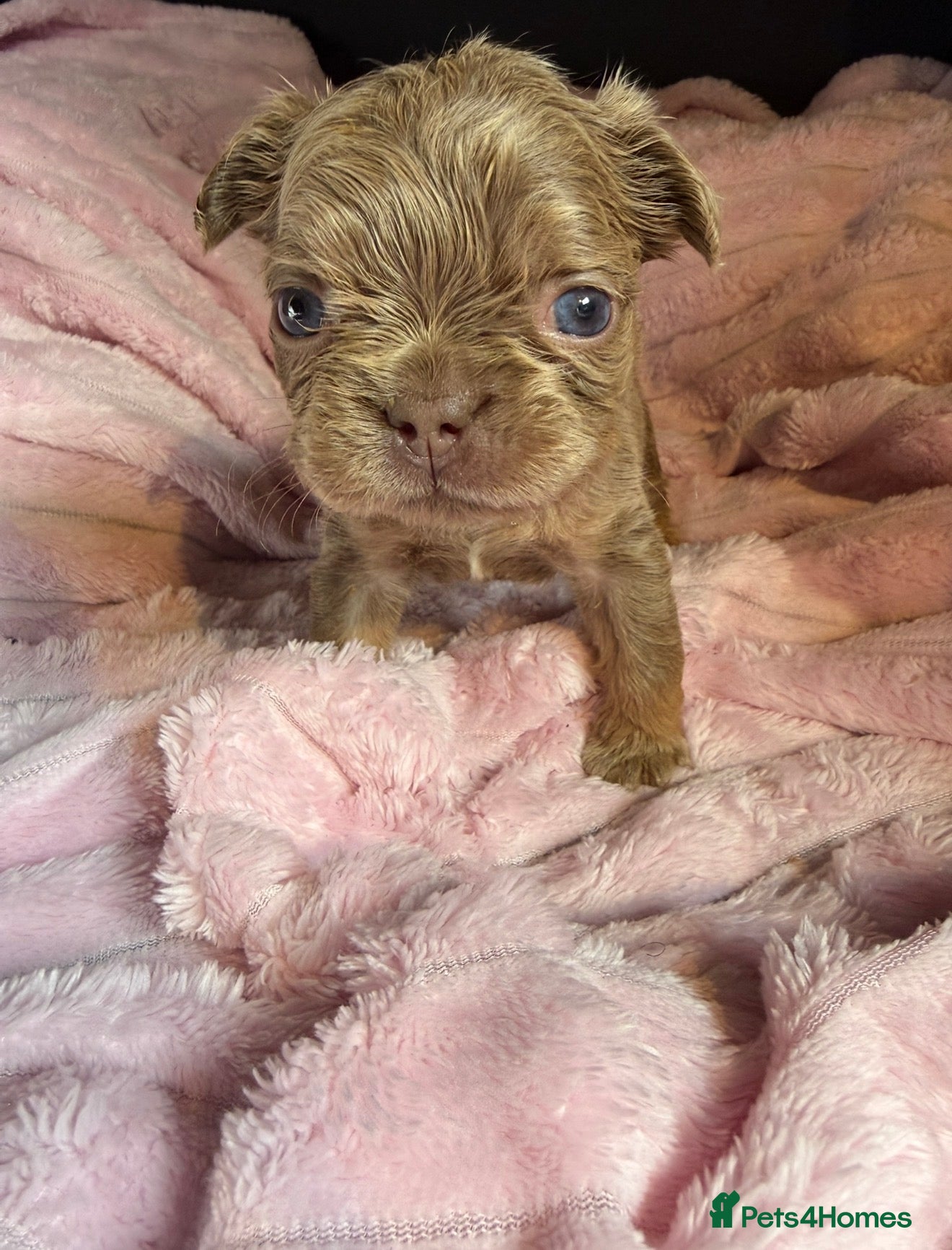 French Bulldog dogs Fluffy frenchies Pink carriers - Advert 2