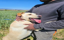 Labrador Retriever dogs for adoption: Dolly in foster in Essex  - Image 3