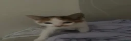 Mixed Breed cats for sale: female calico kitten for sale  in Cambridge - Advert 2