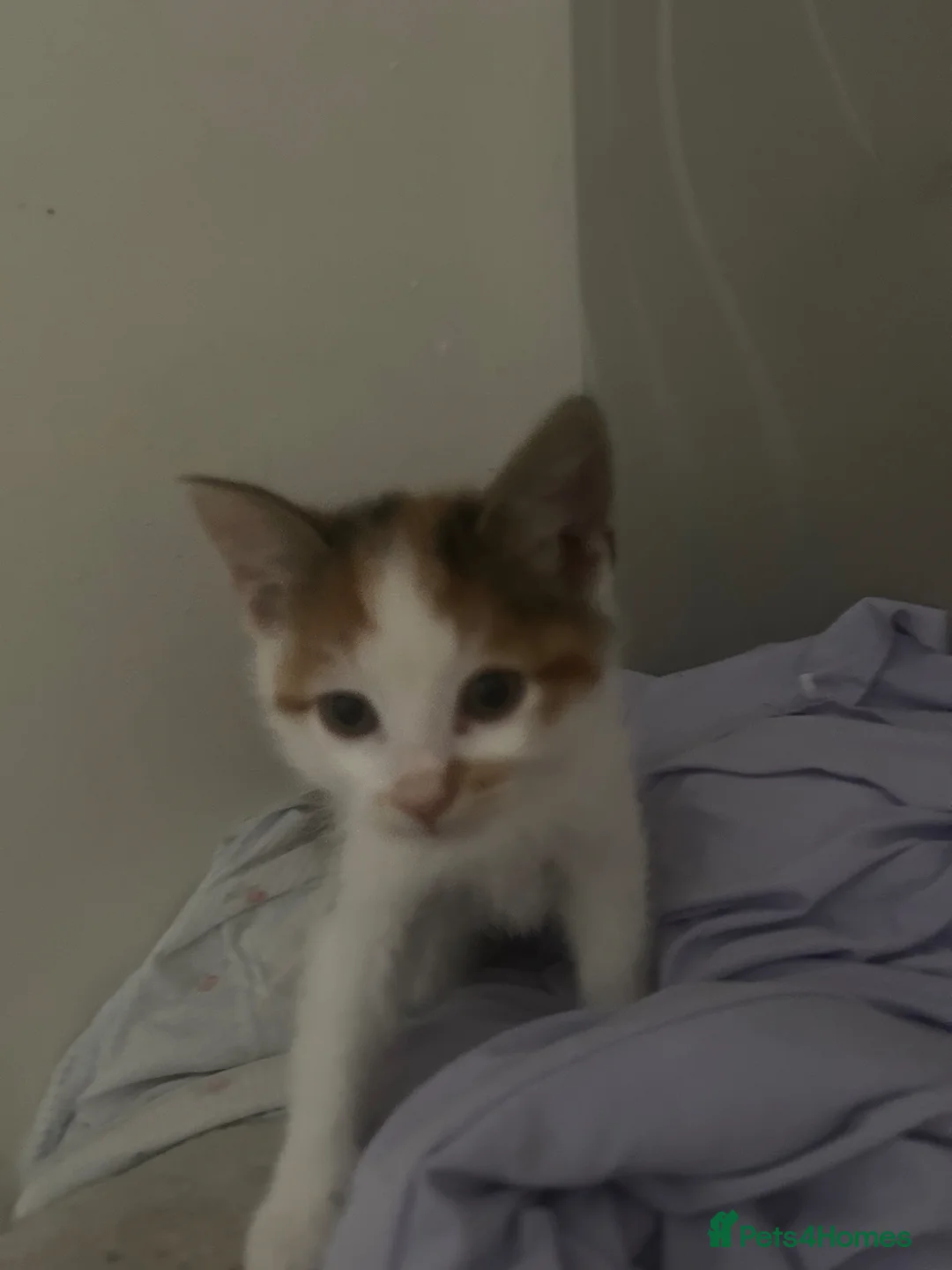 Mixed Breed cats for sale: female calico kitten for sale  in Cambridge - Advert 2