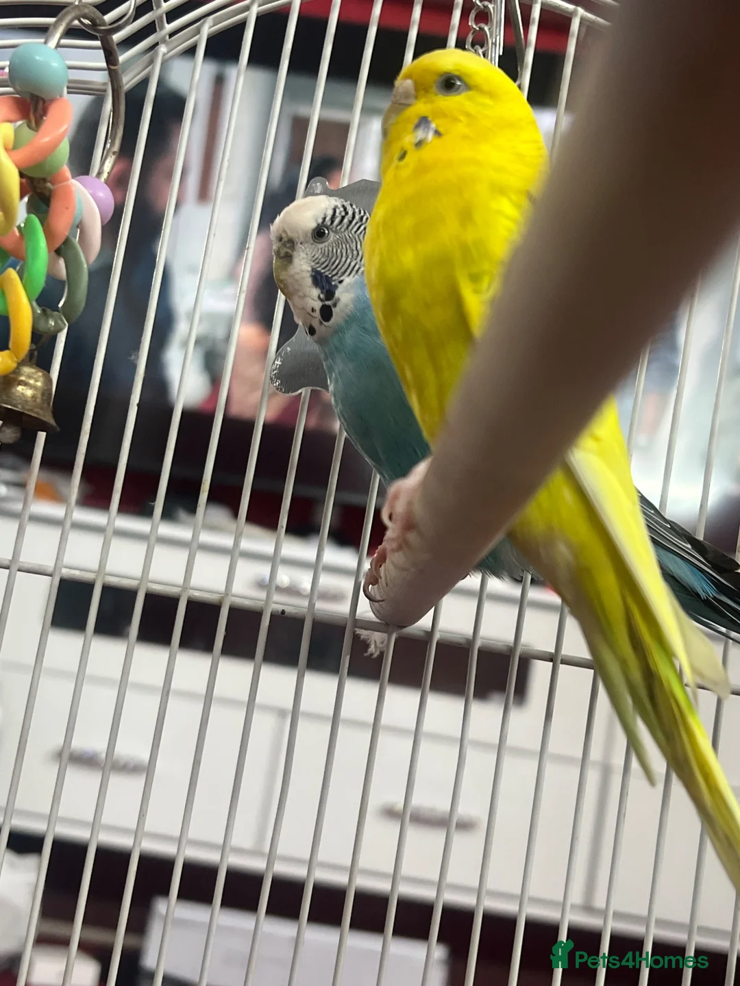 Budgerigars birds for sale: Budgies  in Hayes - Advert 2