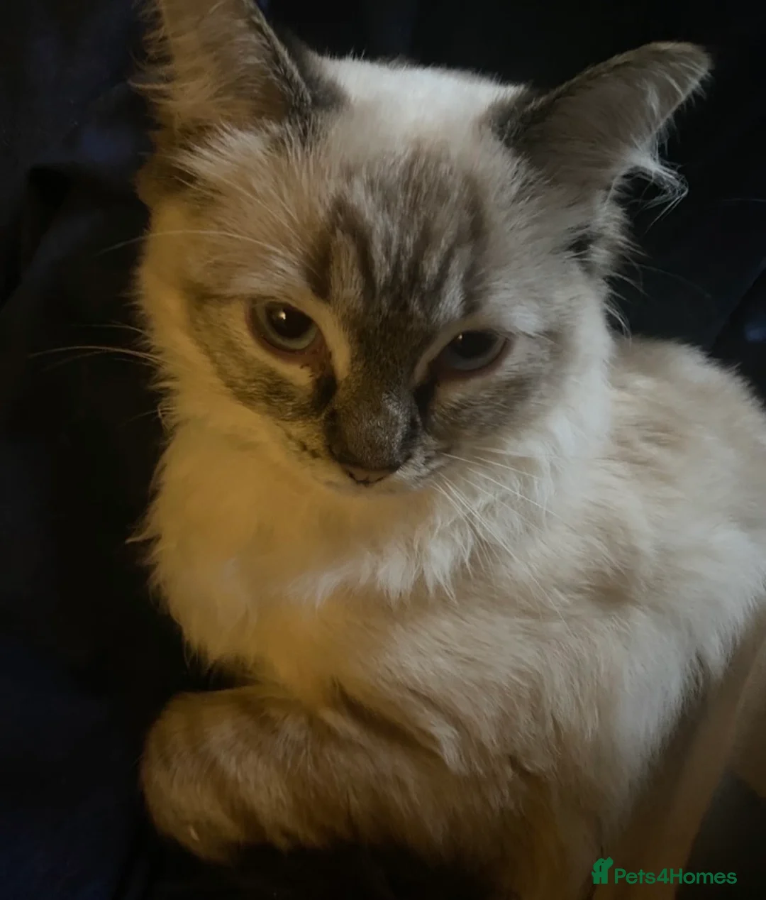 Ragdoll cats for sale: Ragdoll kittens in Perth - Advert 1