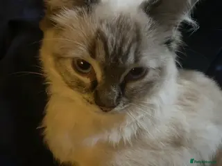 Ragdoll cats Ragdoll kittens - Advert 2