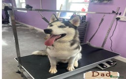 Siberian Husky dogs for sale: Strong Chunky Siberian Husky puppy’s  - Image 40