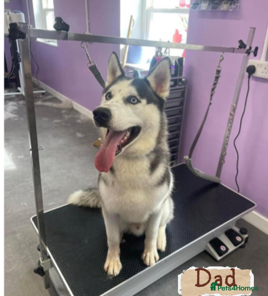 Siberian Husky dogs for sale: Strong Chunky Siberian Husky puppy’s  - Image 40