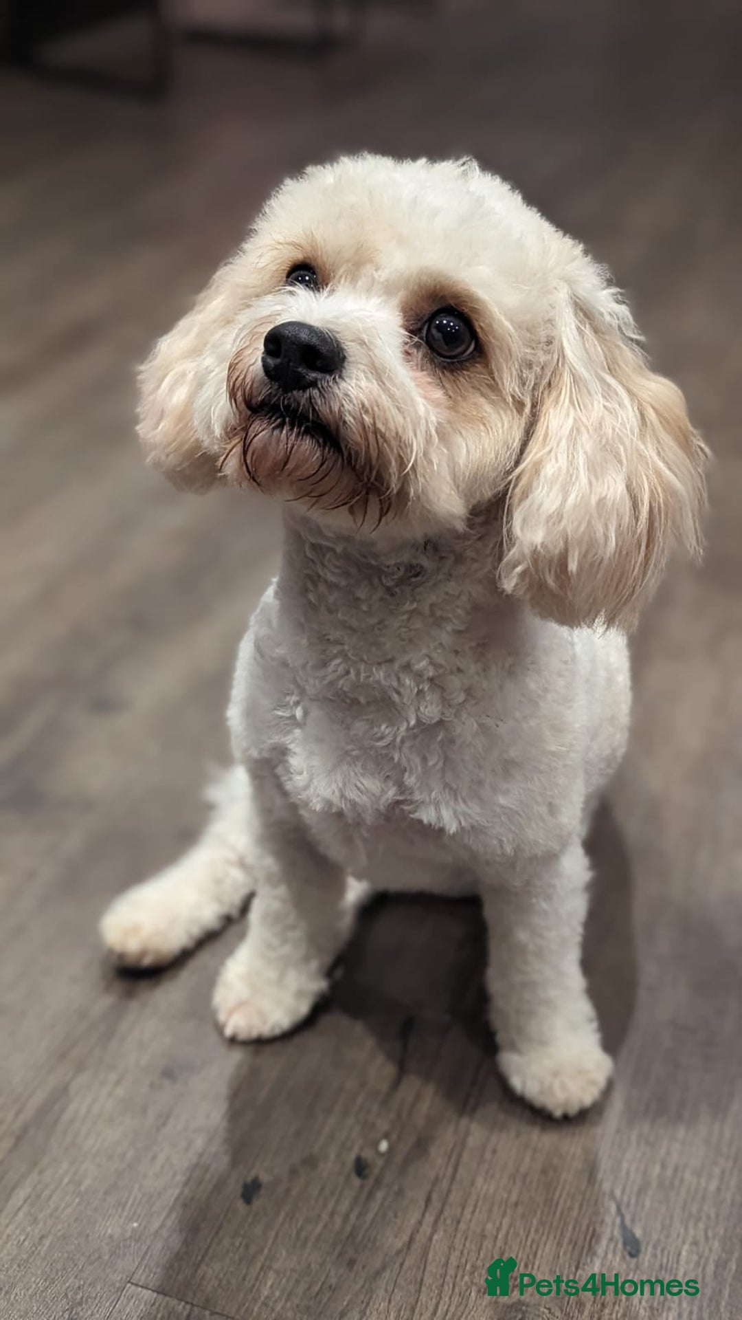 Cavachon dogs for sale: F1 CAVAPOOCHON PUPPIES  - Advert 14