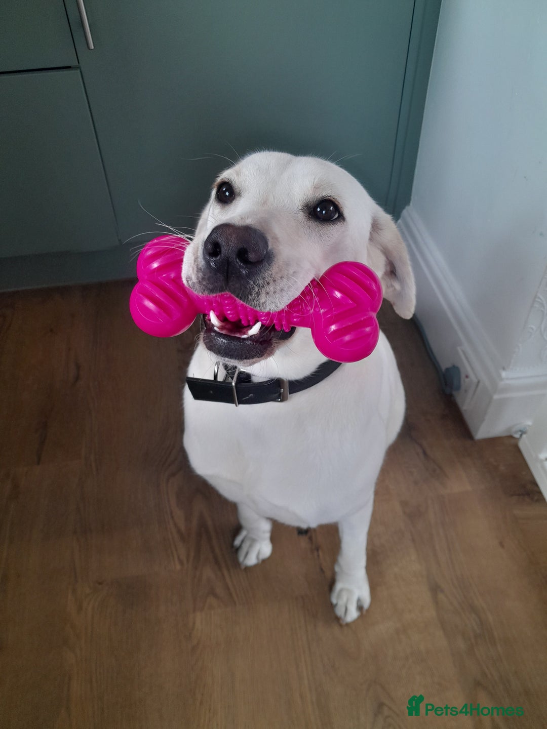 Labrador Retriever dogs for sale: Female labrador  - Image 5