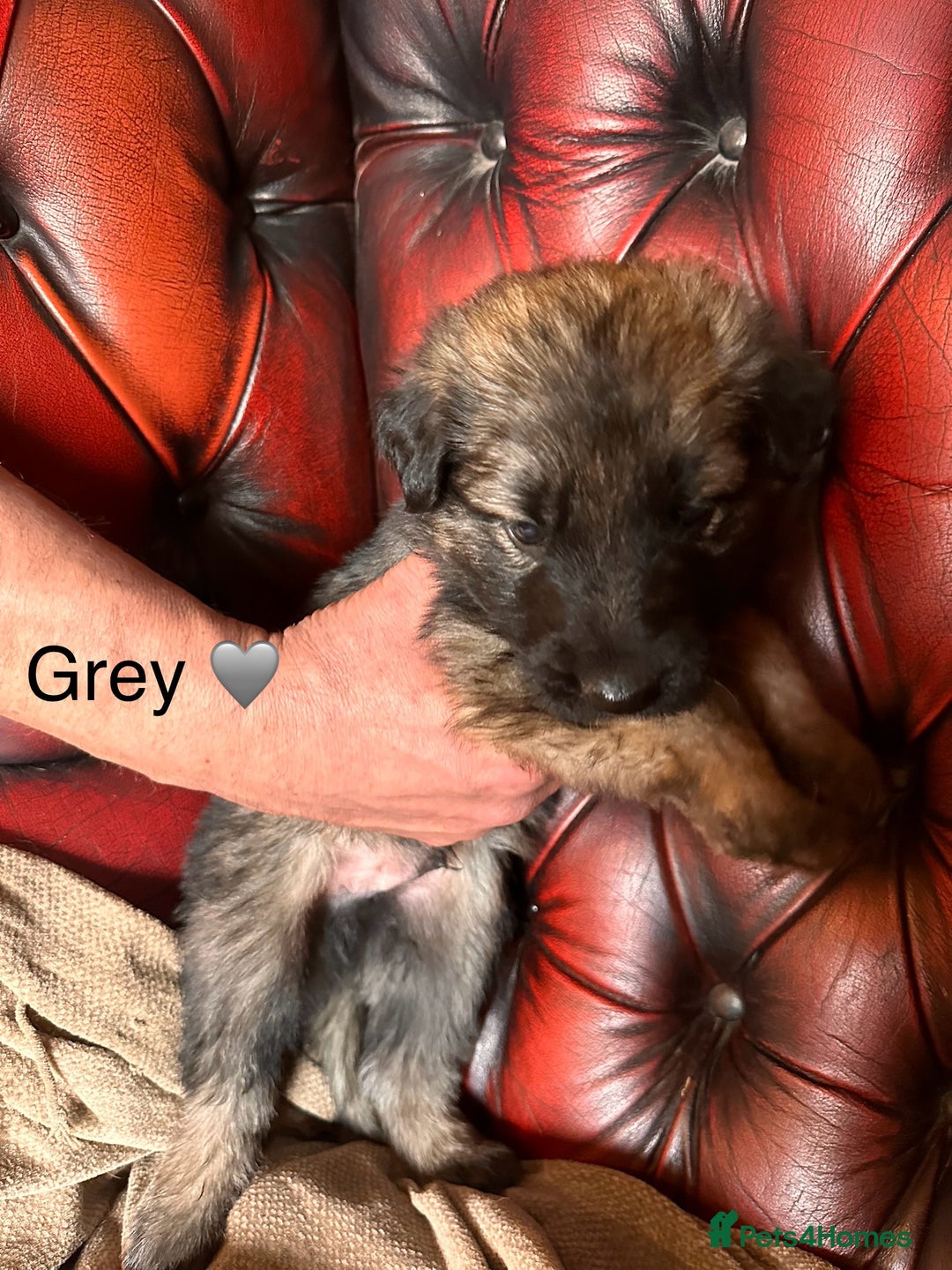 German Shepherd dogs for sale: Long-Haired Straight Back German Shepherd Puppies - Image 9
