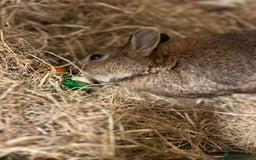 Netherland Dwarf rabbits for sale: playful female netherland dwarf rabbit (spayed) - Image 8