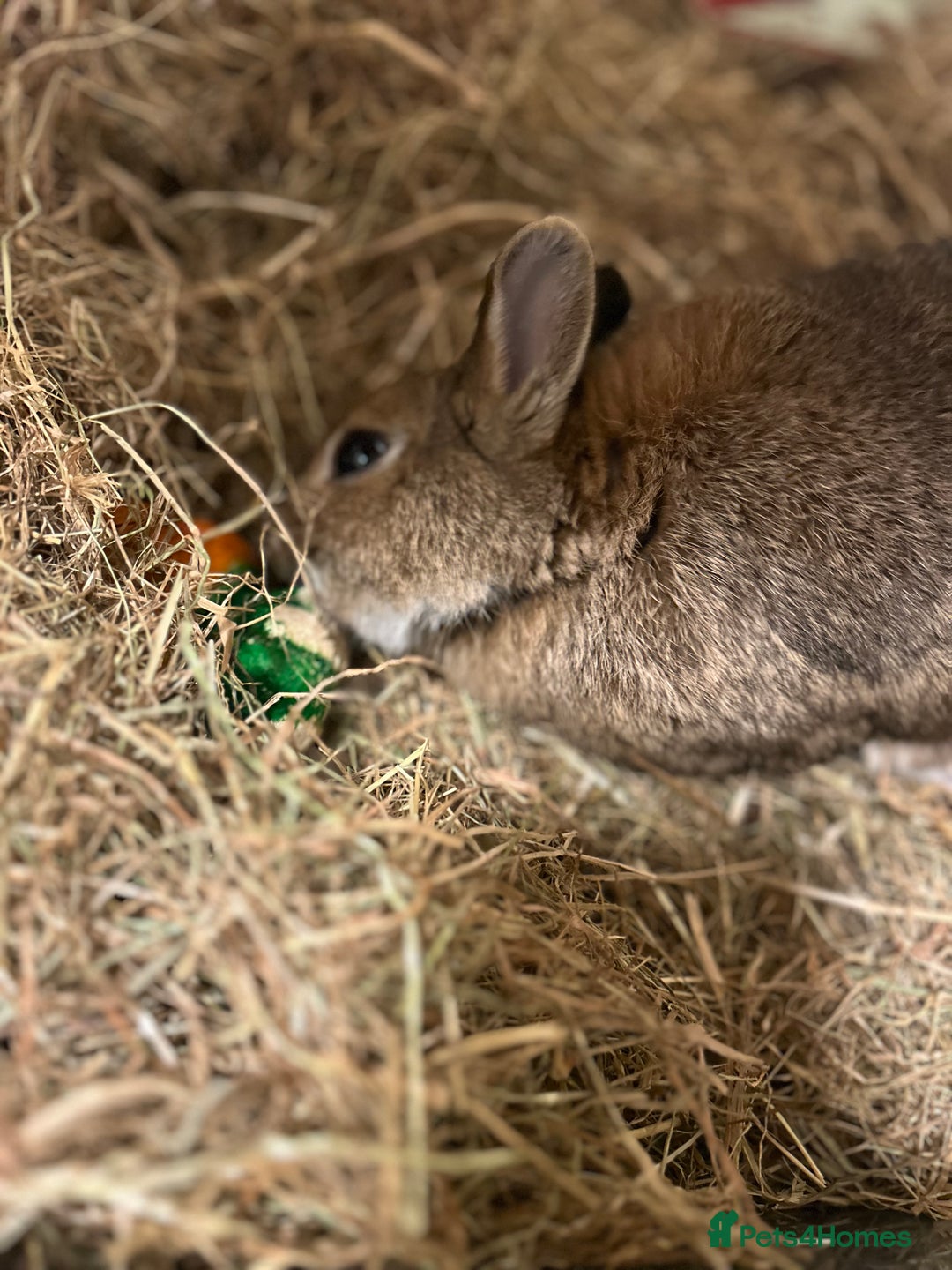 Netherland Dwarf rabbits for sale: playful female netherland dwarf rabbit (spayed) - Image 8