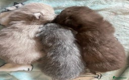 British Shorthair cats for stud:  GCCF registered STUD CHOCOLATE B blood group  in Beaconsfield - Image 4