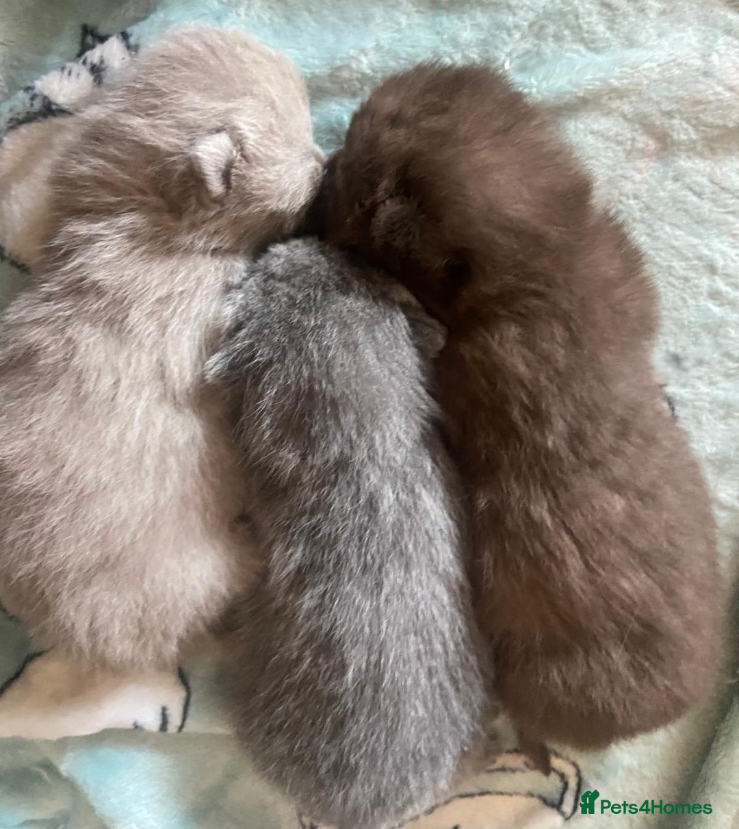 British Shorthair cats for stud:  GCCF registered STUD CHOCOLATE B blood group  in Beaconsfield - Image 4