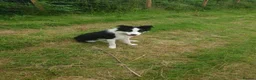 Border Collie dogs for sale: Border collie dogs for sale  in Machynlleth - Advert 1
