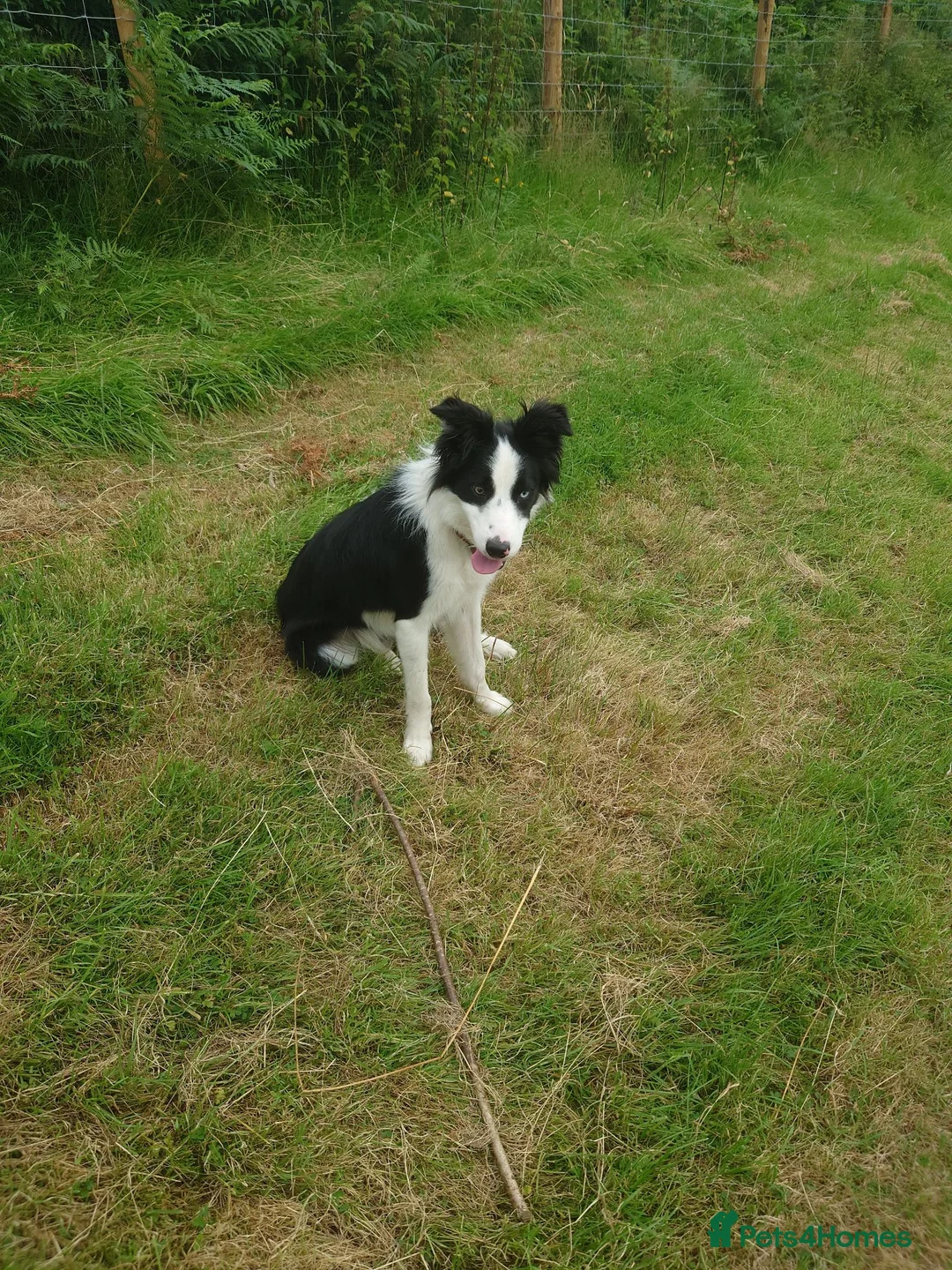 Border Collie dogs for sale: Border collie dogs for sale  in Machynlleth - Advert 1