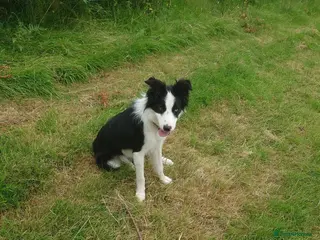 Border Collie dogs Border collie dogs for sale - Advert 3