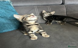 Bengal cats for sale: Bengal cross kittens  - Image 5