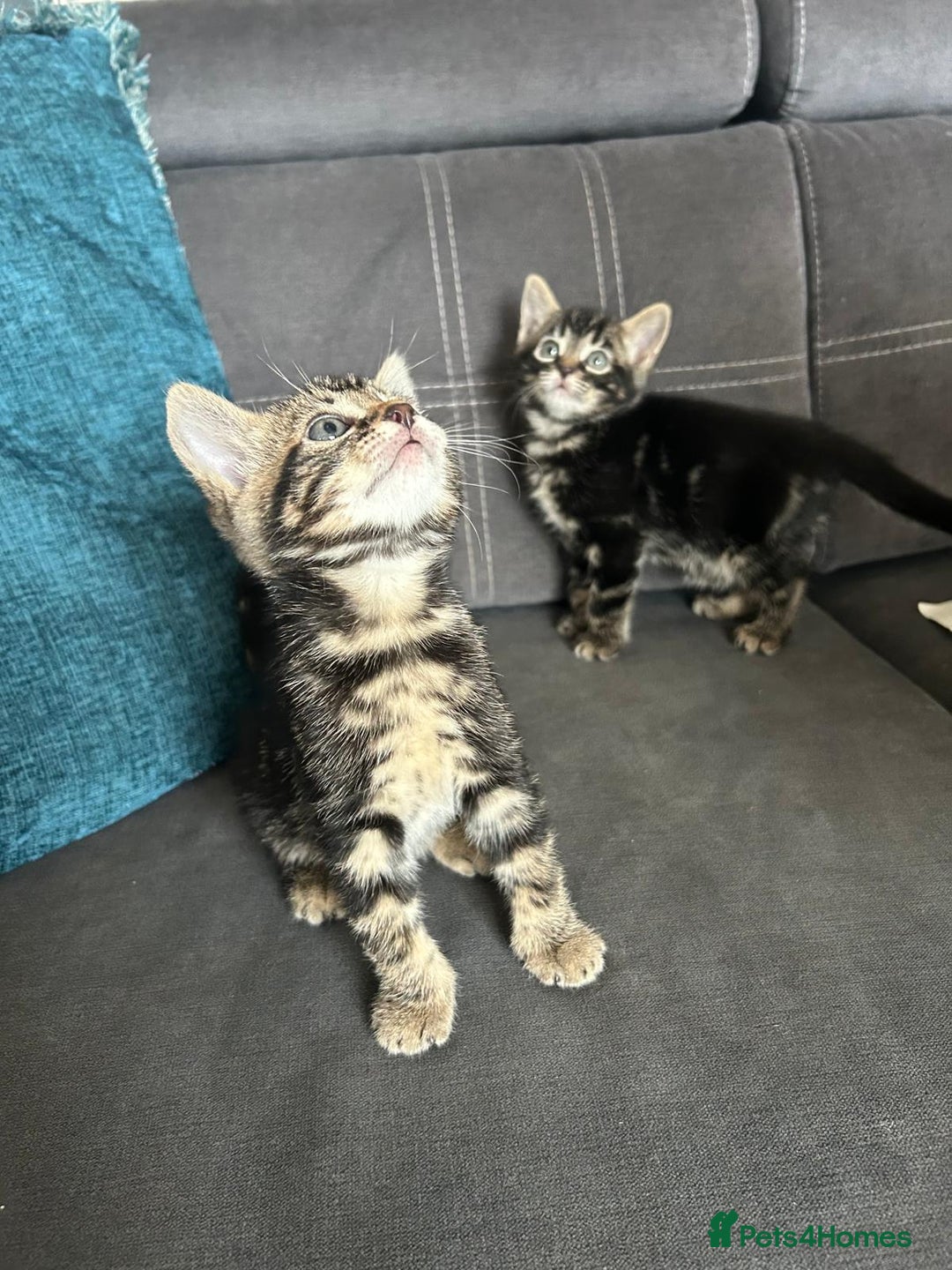 Bengal cats for sale: Bengal cross kittens  - Image 5