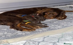 Cocker Spaniel dogs for stud: 🐾 Proven Stud - Healthy Working Cocker Spaniel 🐾 - Image 6