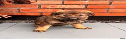 German Shepherd dogs for sale: Exceptional Czech German Shepherd WorkingLine Pups - Advert 11