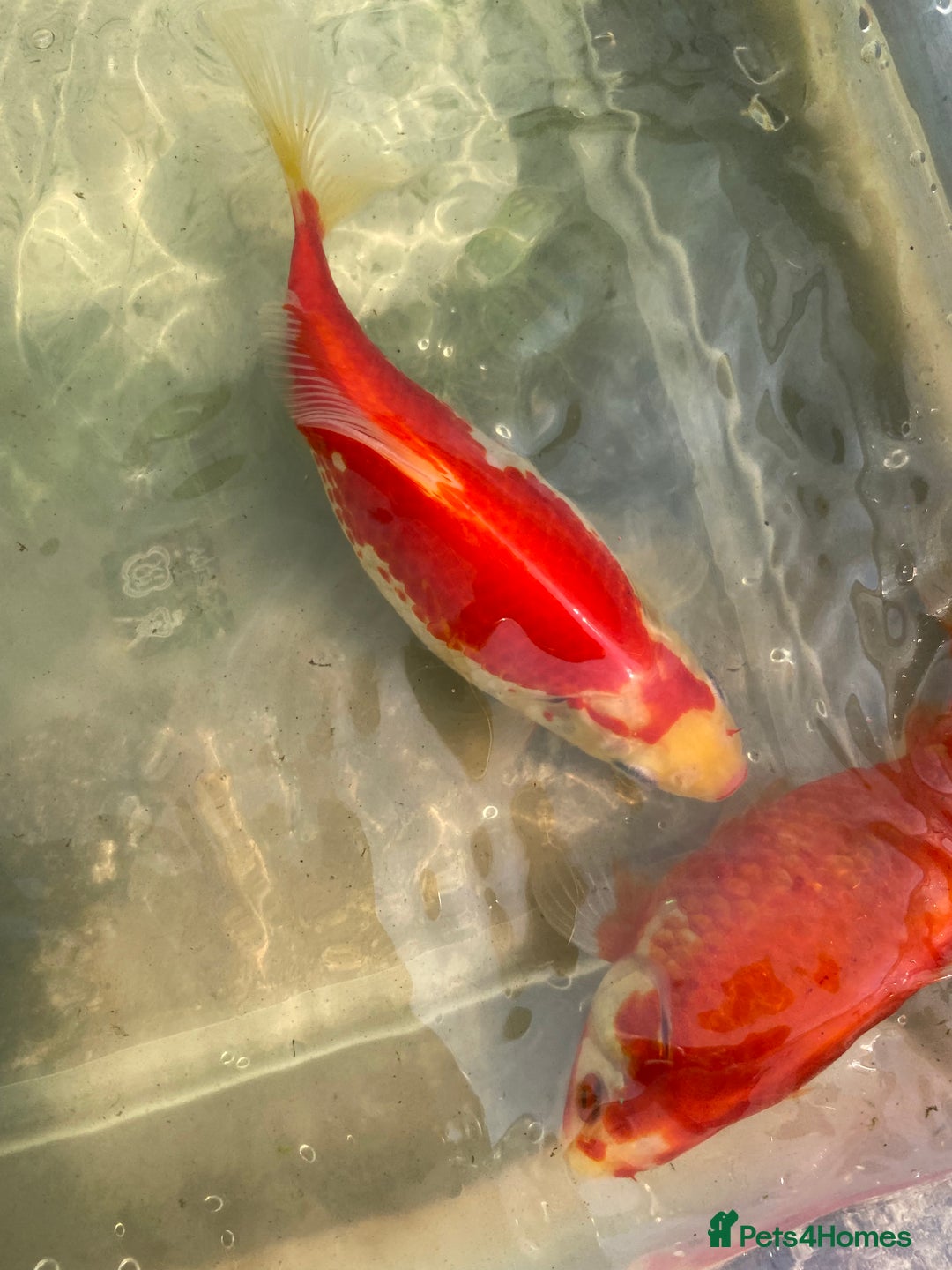 Goldfish fish for sale: Goldfish  - Advert 1