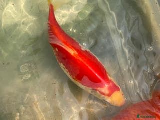 Goldfish fish Goldfish - Advert 3